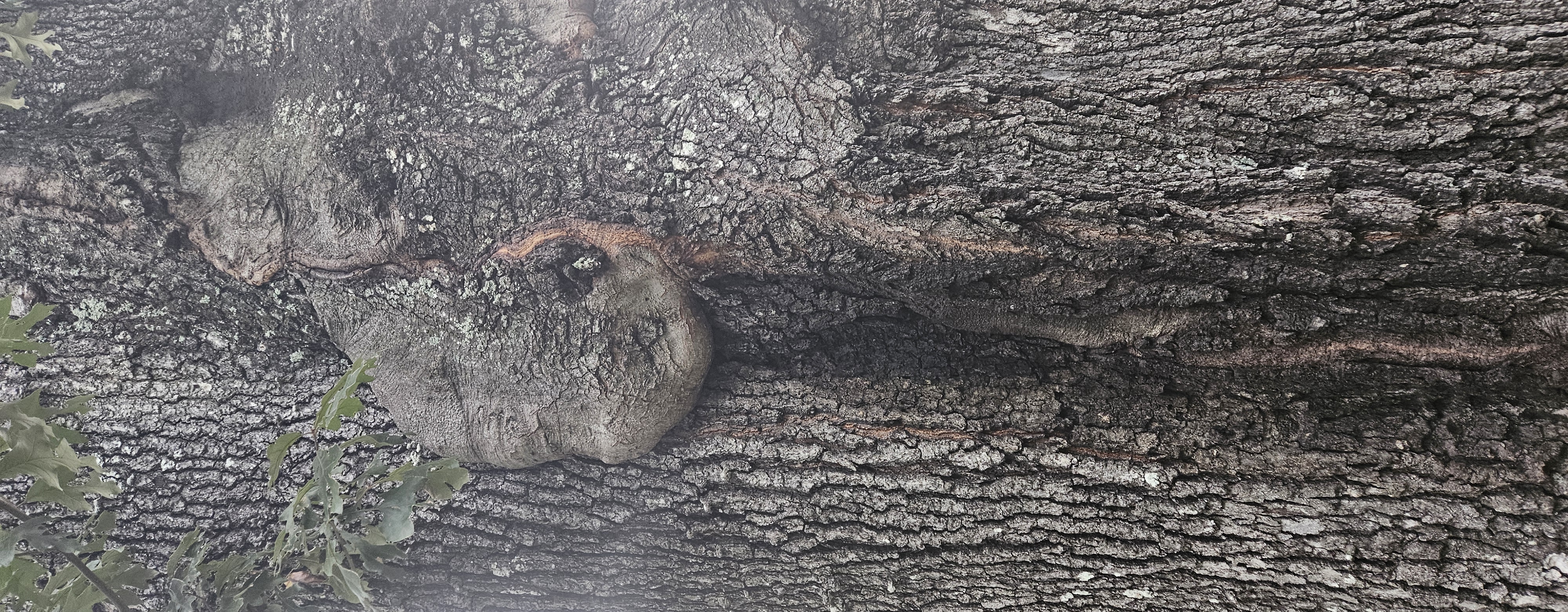 Tree evaluation and assessment